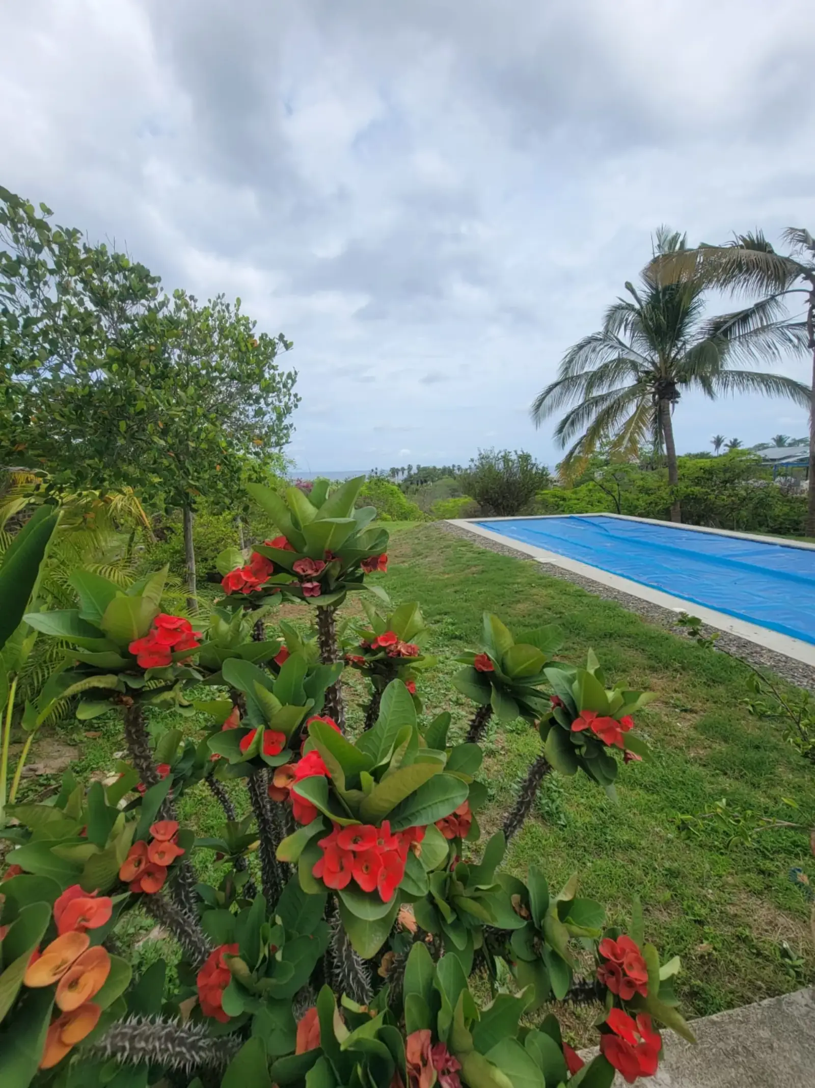 Crown-of-thorns blooms beside the Olympic pool with the Pacific in the distance