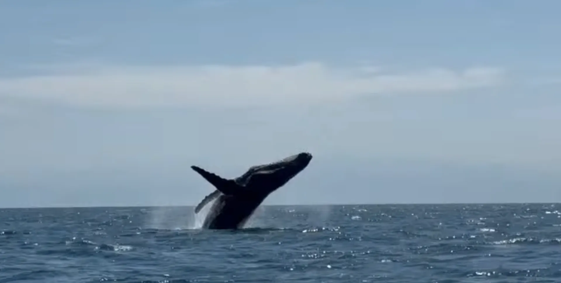 Humpback whale breaching in the Bay of Banderas